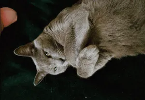A gray cat looking at the camera