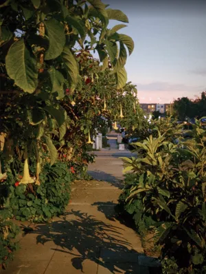 A San Diego sidewalk at dusk, lined with angel's trumpet flowers
